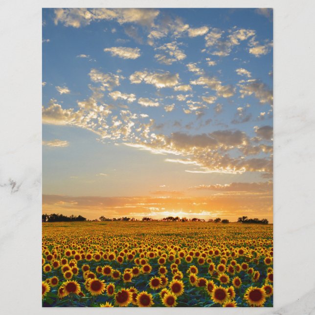 Sunflowers at Sunset (Front)