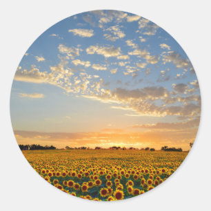 Sunflowers at Sunset Classic Round Sticker