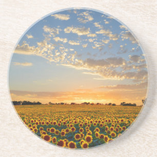 Sunflowers at Sunset Coaster