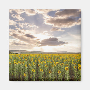 Sunflowers at Sunset Magnet
