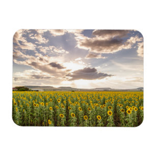 Sunflowers at Sunset Magnet