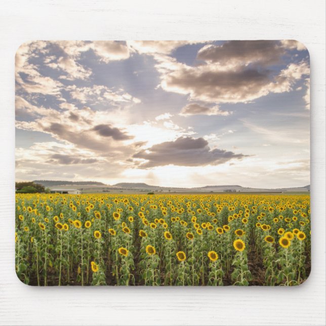 Sunflowers at Sunset Mouse Pad (Front)