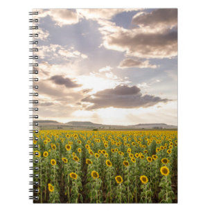 Sunflowers at Sunset Notebook