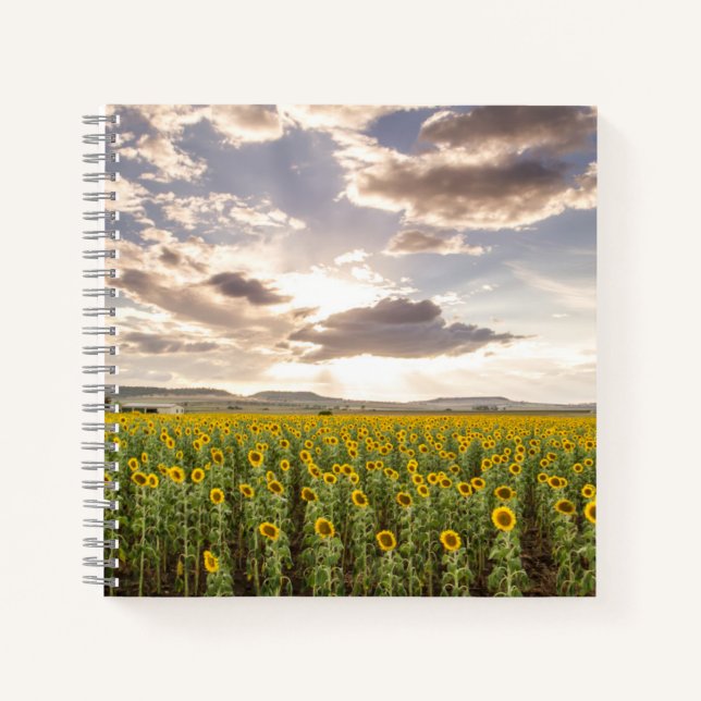 Sunflowers at Sunset Notebook (Front)