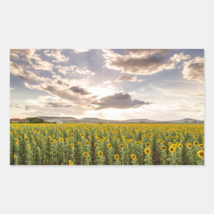 Sunflowers at Sunset Rectangular Sticker