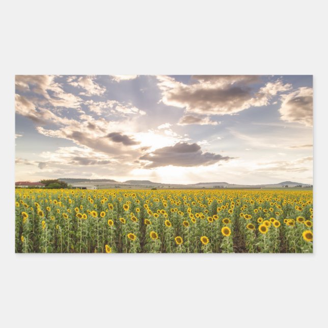 Sunflowers at Sunset Rectangular Sticker (Front)