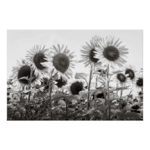 Sunflowers Black and White Fine Art Photography