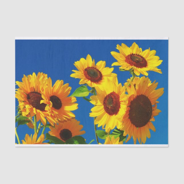 Sunflowers Blooming Tissue Paper (Front)