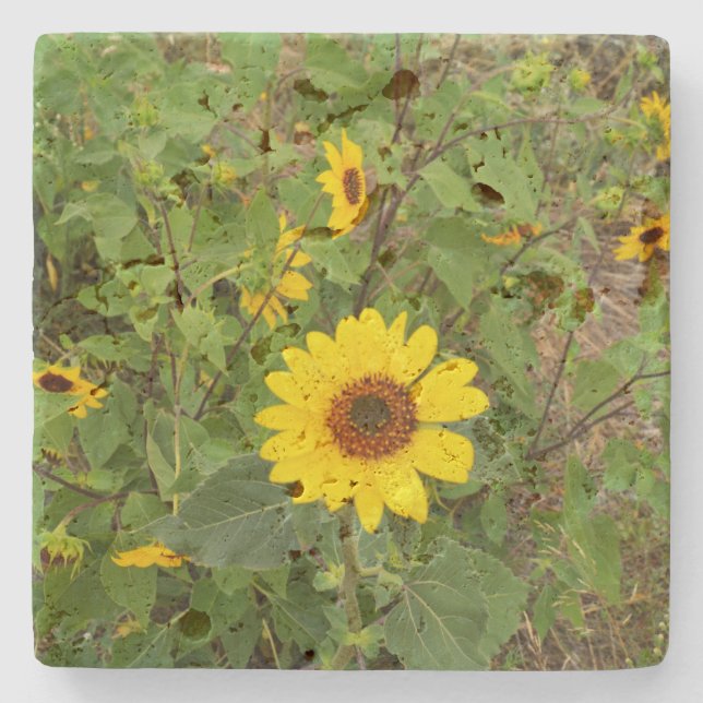 Sunflowers Blowing In The Wind, Stone Coaster (Front)