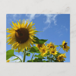 Sunflowers & Butterflies Postcard