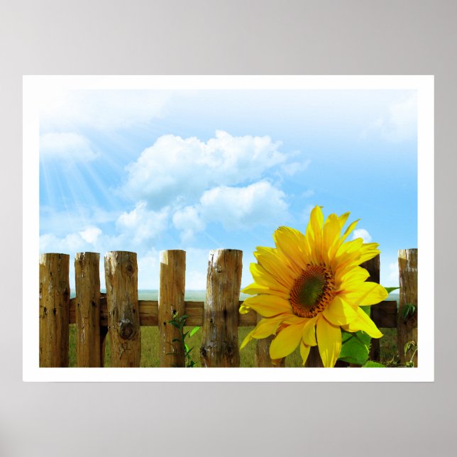 Sunflowers by a Fence under Blue Sky Poster (Front)