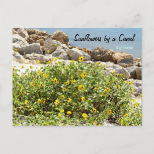 Sunflowers Canal Southwest Florida Postcard