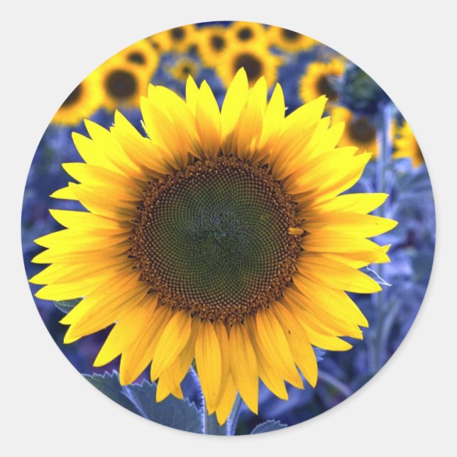 Sunflowers Classic Round Sticker (Front)