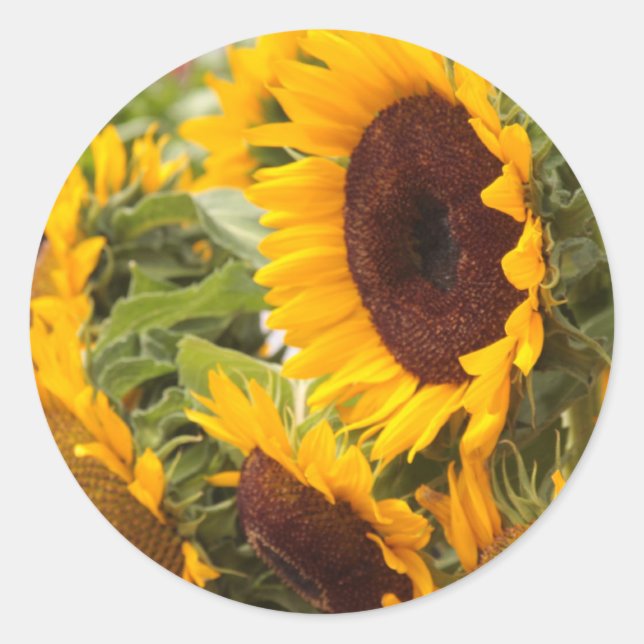 Sunflowers Classic Round Sticker (Front)