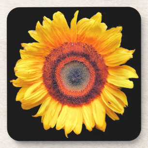 SUNFLOWERS COASTER