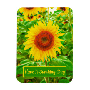 Sunflowers Country Yellow Green Bright Floral Magnet
