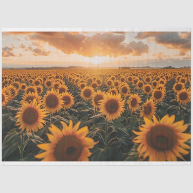 Sunflowers Field Decoupage  Tissue Paper (Front)