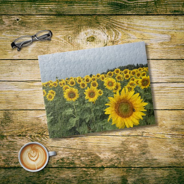 Sunflowers Field Harvest Country Photo Jigsaw Puzzle (Creator Uploaded)