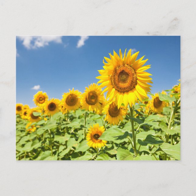 Sunflowers field Postcard (Front)