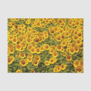 Sunflowers field tissue paper