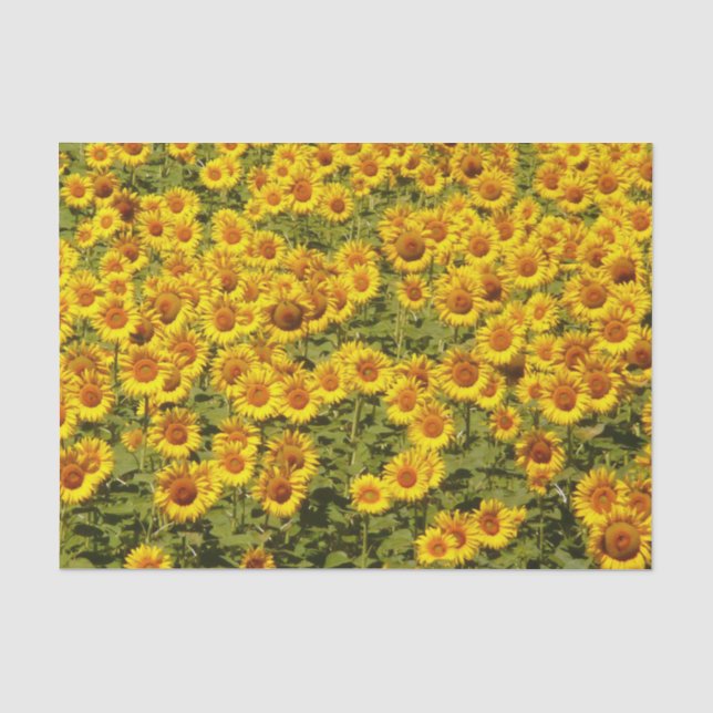 Sunflowers field tissue paper (Front)