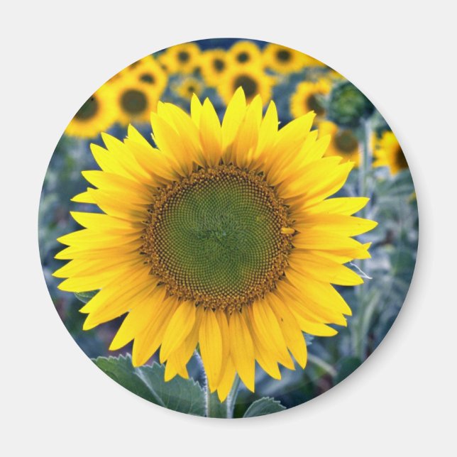 Sunflowers  flowers magnet (Front)