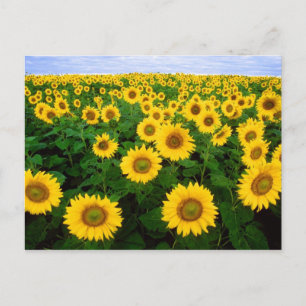 Sunflowers Forever Postcard