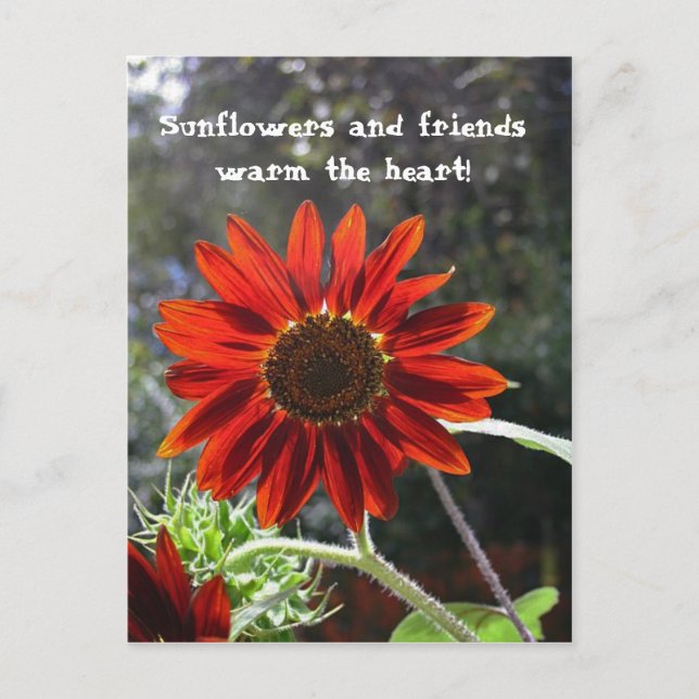 Sunflowers & Friends! Postcard (Front)