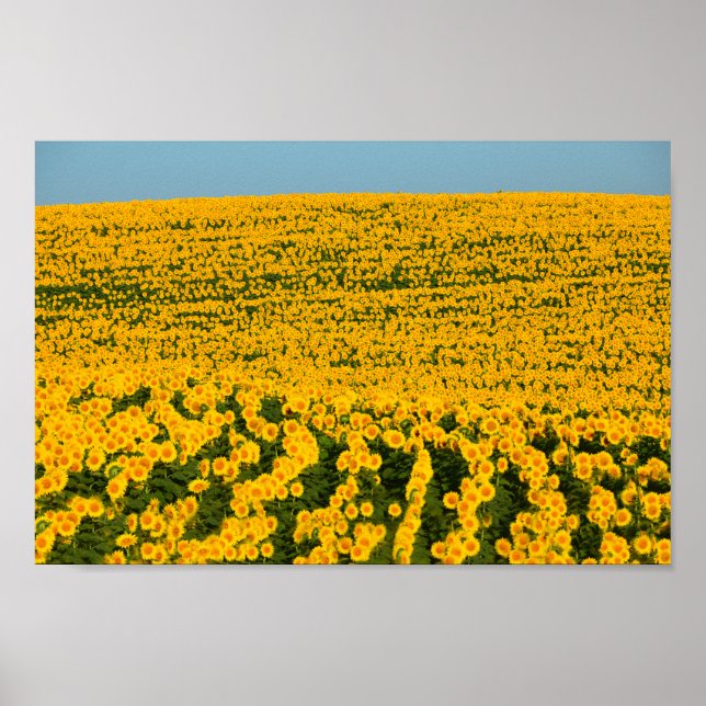 Sunflowers Galore Poster (Front)