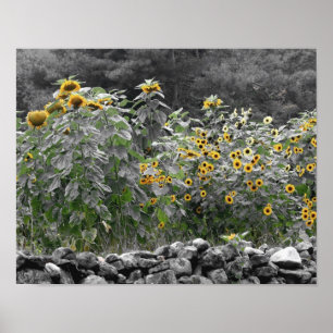 Sunflowers Garden Partial Colour Flower Poster