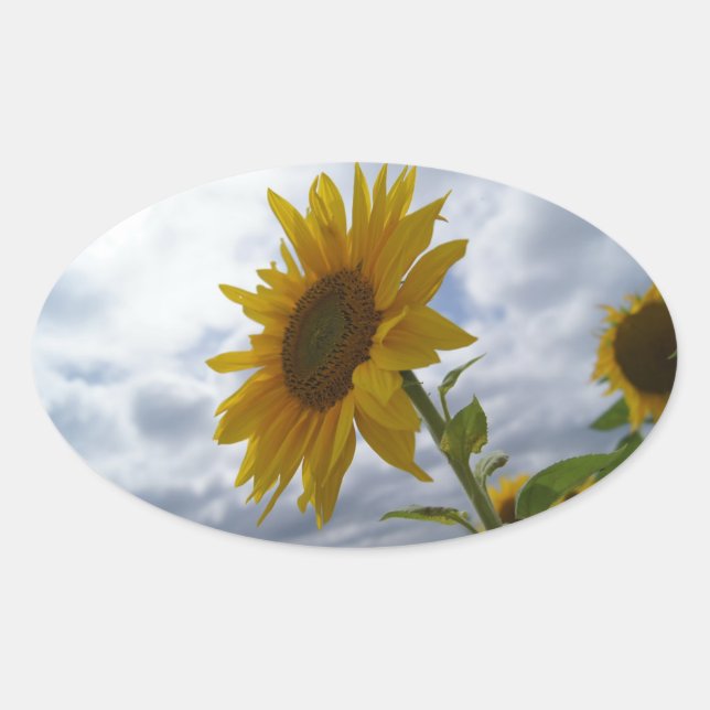 Sunflower's Glory Oval Sticker (Front)