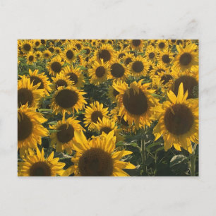 Sunflowers Greeting Card