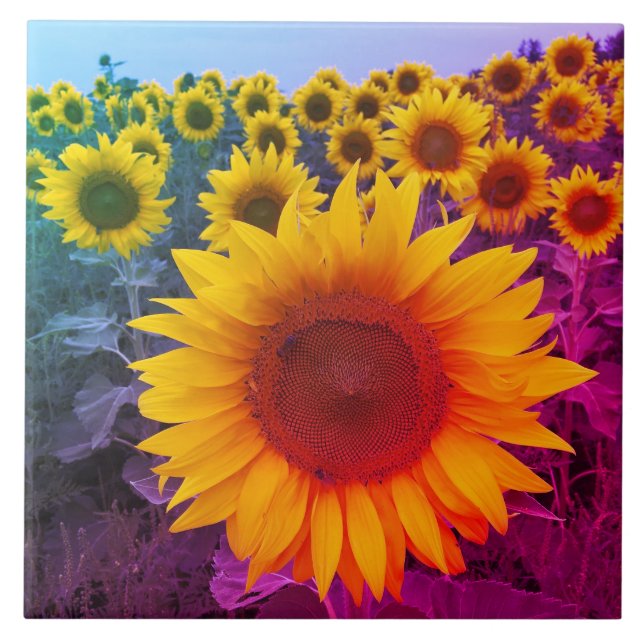 Sunflowers Harvest Bright Colours Country Floral Ceramic Tile (Front)