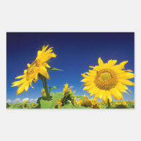 Sunflowers (Helianthus Annuus), Near Senekal