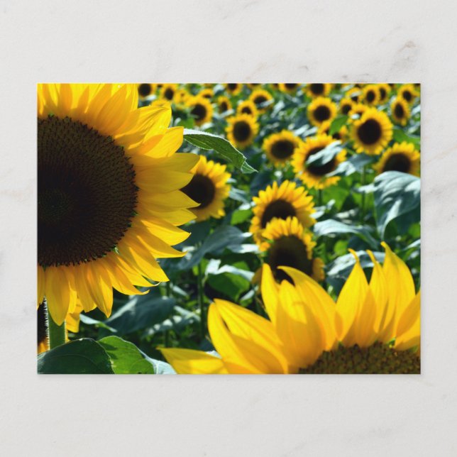 Sunflowers (himawari): Japan Postcard (Front)