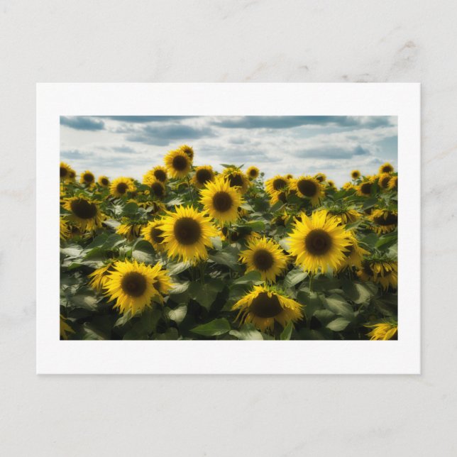 sunflowers holiday postcard (Front)