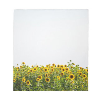 Sunflowers in a Field Notepad