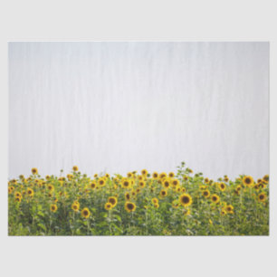 Sunflowers in a Field Tissue Paper