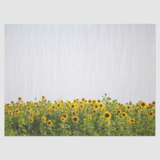 Sunflowers in a Field Tissue Paper