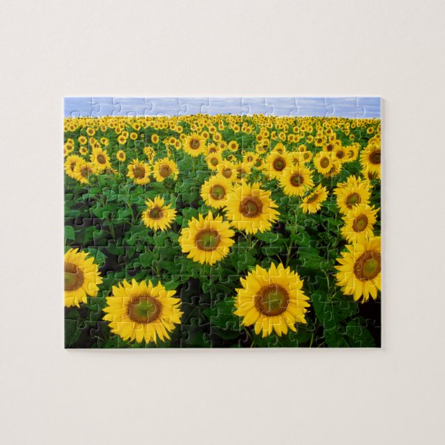 Sunflowers in Fargo, north Dakota Jigsaw Puzzle (Horizontal)