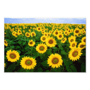 Sunflowers in Fargo, North Dakota Photo Print