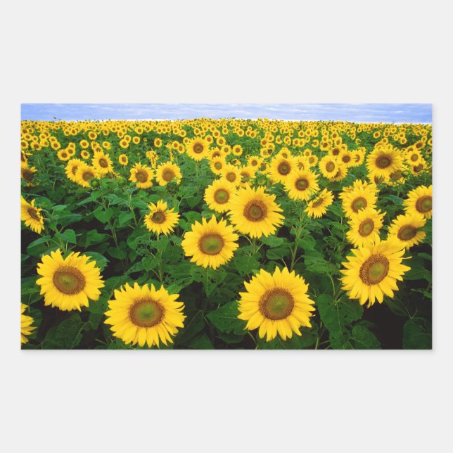 Sunflowers in Fargo, north Dakota Rectangular Sticker (Front)