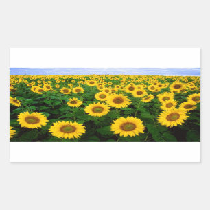 Sunflowers in Fargo, north Dakota Rectangular Sticker
