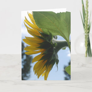 Sunflowers in France Holiday Card