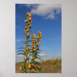 Sunflowers in Minnesota Poster