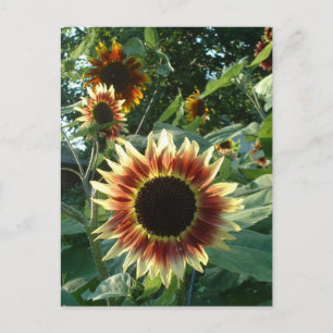 Sunflowers in the Sun Postcard
