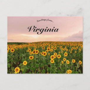 Sunflowers in Virginia Postcard