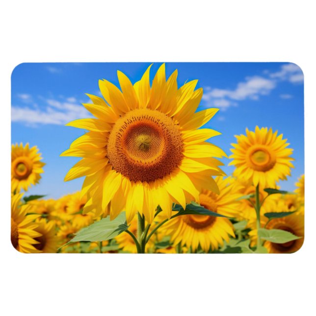Sunflowers Magnet (Horizontal)