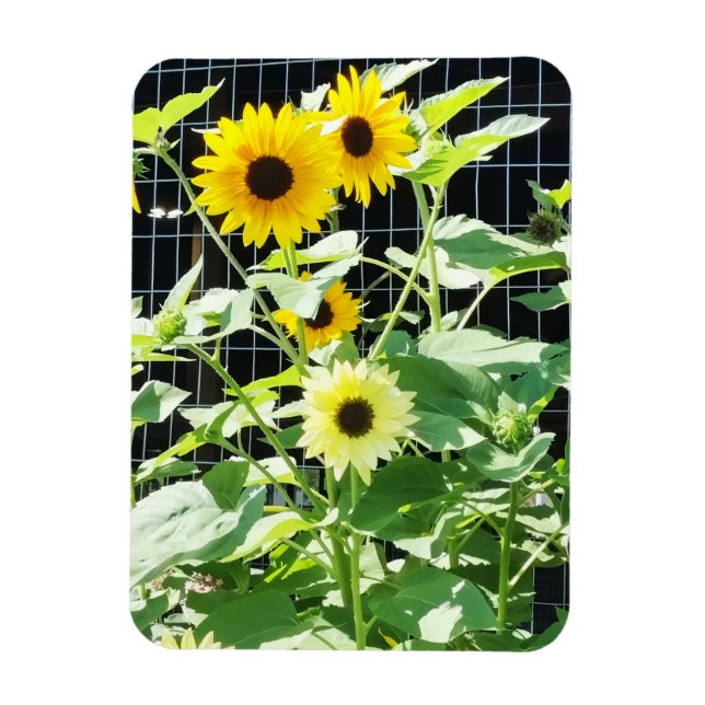 Sunflowers Magnet (Vertical)