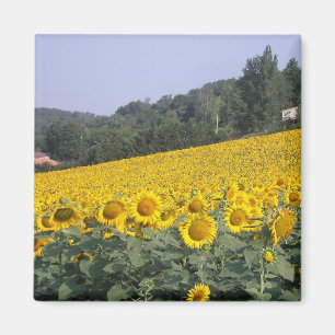 Sunflowers, magnet
